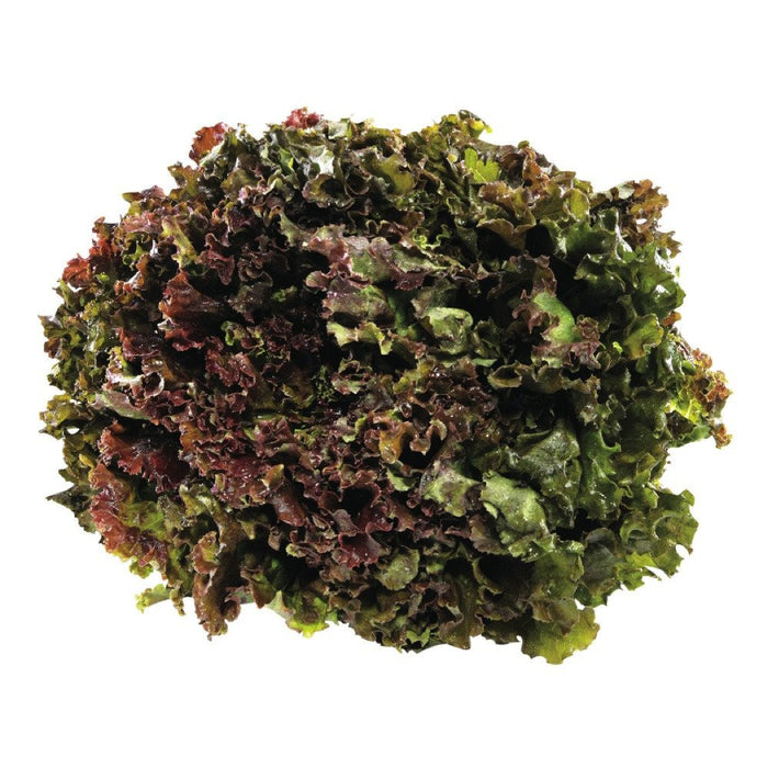 LAITUE ROUGE FRISÉE 1 UN