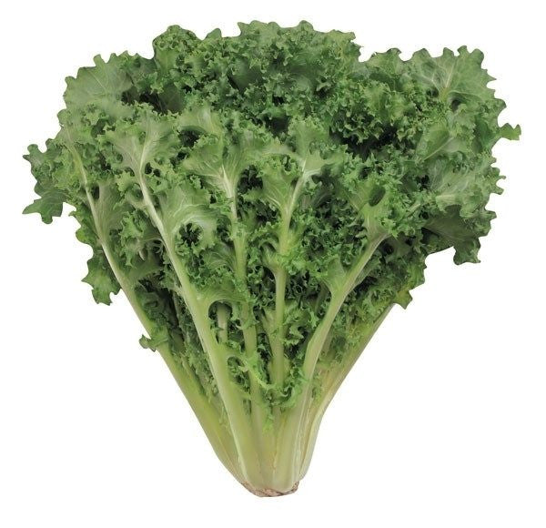LAITUE ESCAROLE 1 UN
