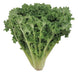 LAITUE ESCAROLE 1 UN